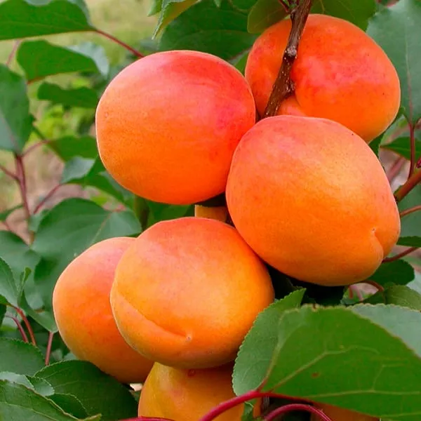 Apricot Aquarius: description et caractéristiques de la variété, rendement avec photo